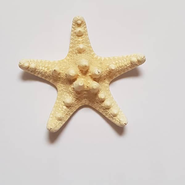 ستاره دریایی تایلندی