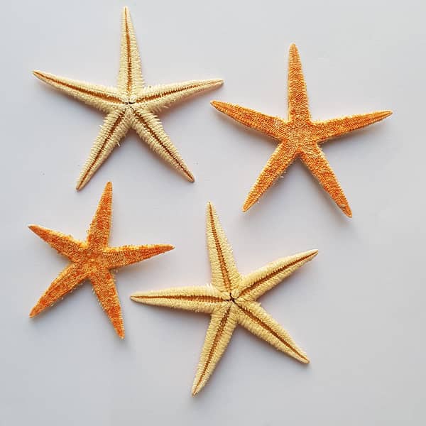 ستاره دریایی نارنجی