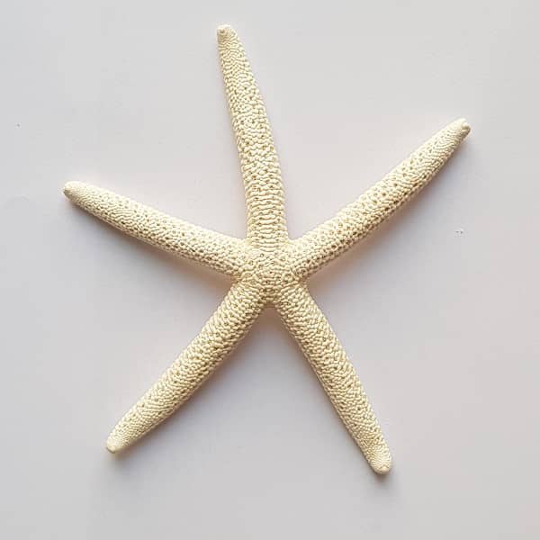 ستاره دریایی پا بلند 2