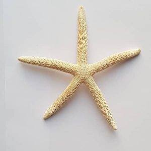 ستاره دریایی پا بلند 1